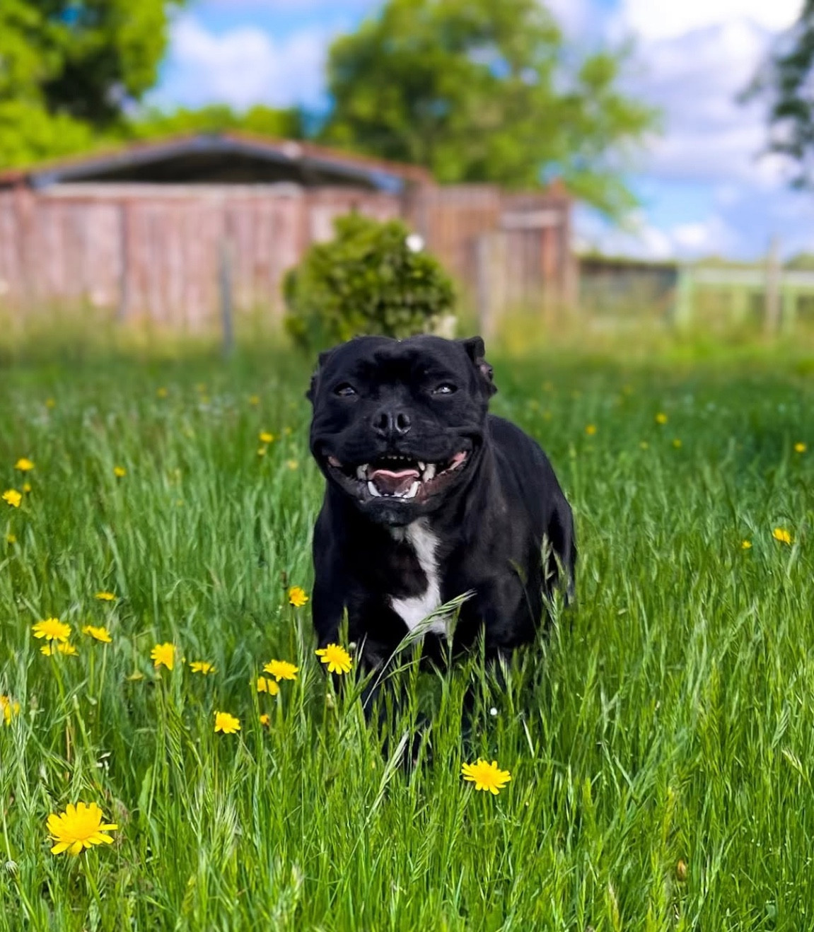 Ultra temptation only Original Stafford Legend