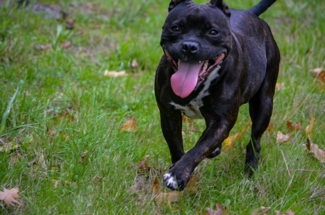 Rayka des princes du mont bel air