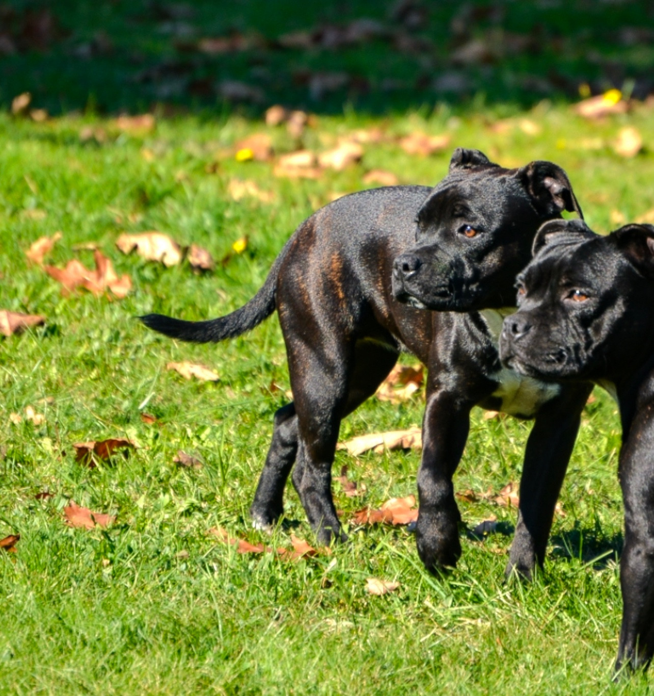 Royal and Legendary Alone heart