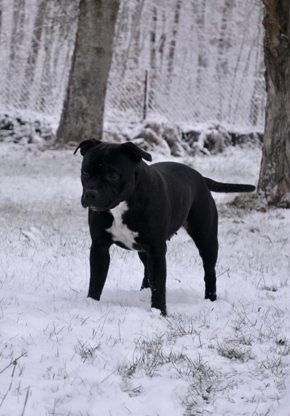 Royal and Legendary Alone heart