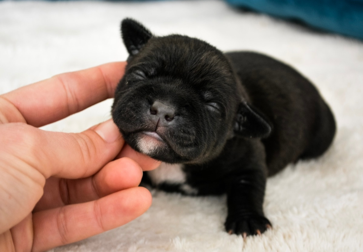 Royal and Legendary - Chiots disponibles - Staffordshire Bull Terrier