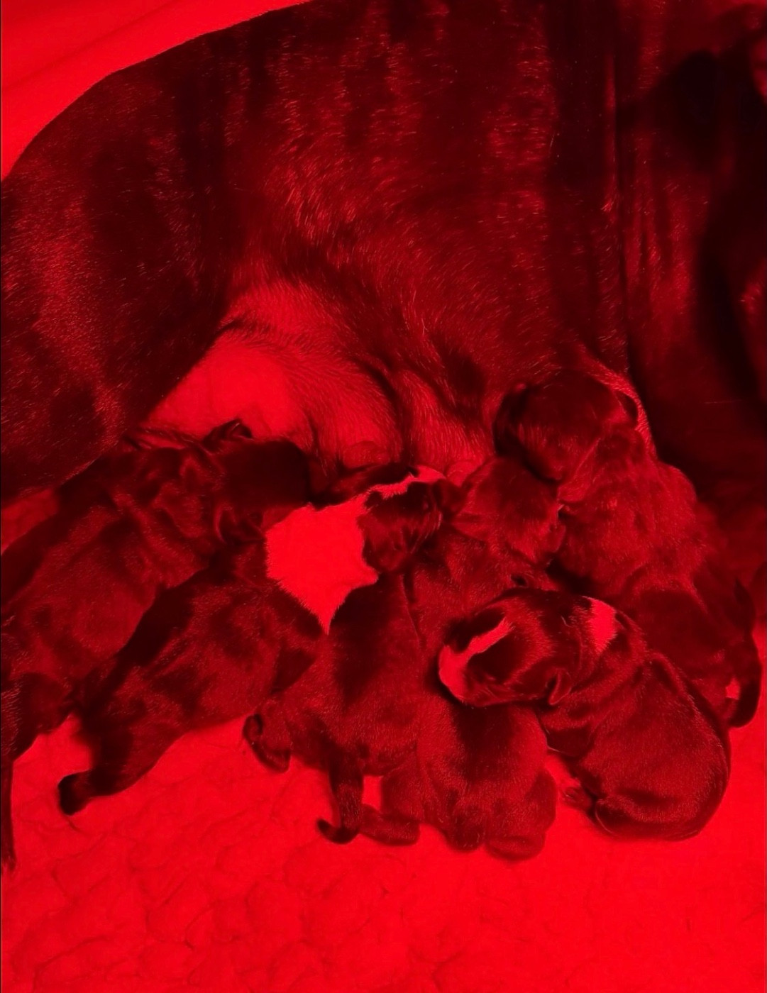 Chiot Staffordshire Bull Terrier Royal and Legendary