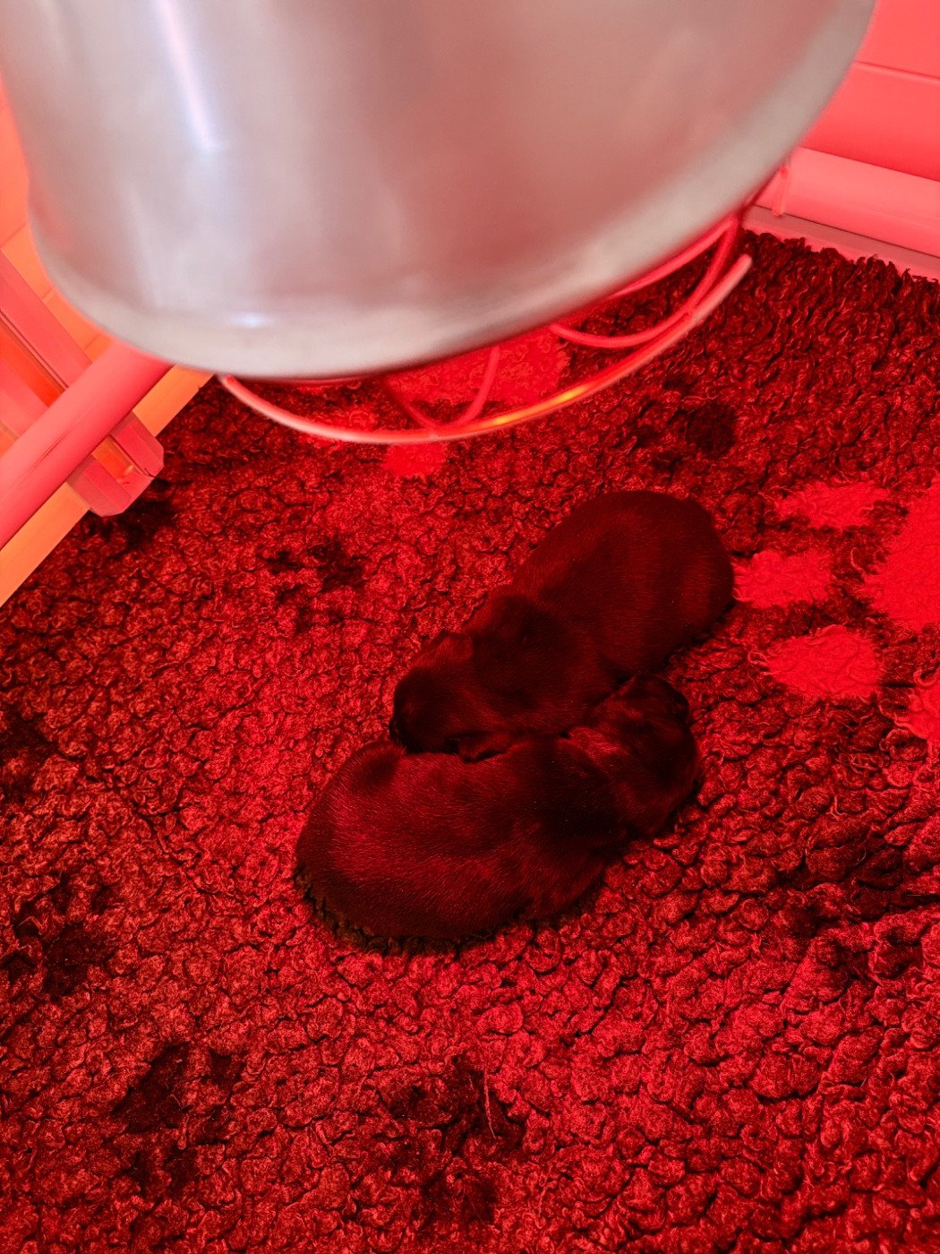 Royal and Legendary - Staffordshire Bull Terrier - Portée née le 11/01/2026