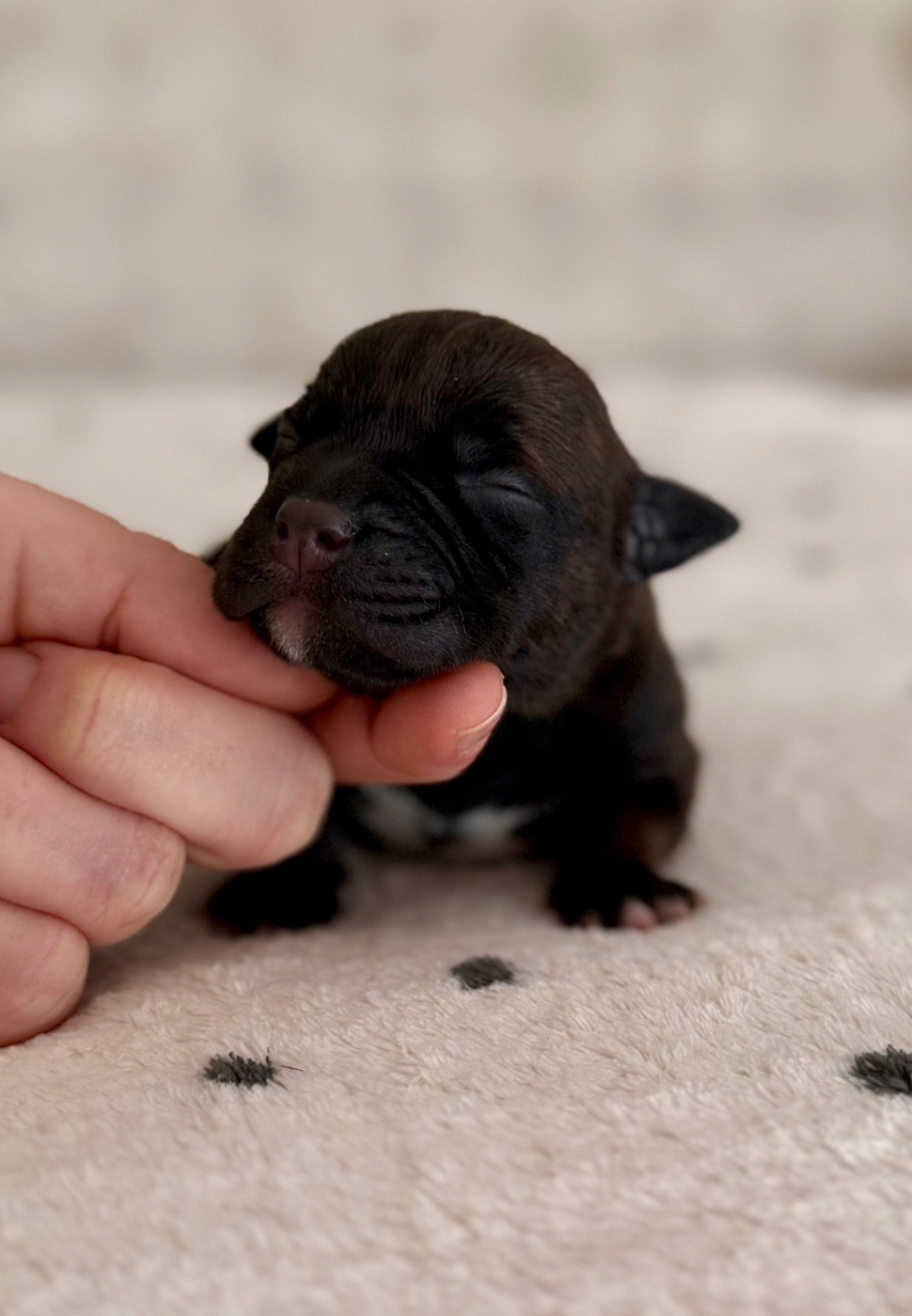 Royal and Legendary - Chiots disponibles - Staffordshire Bull Terrier