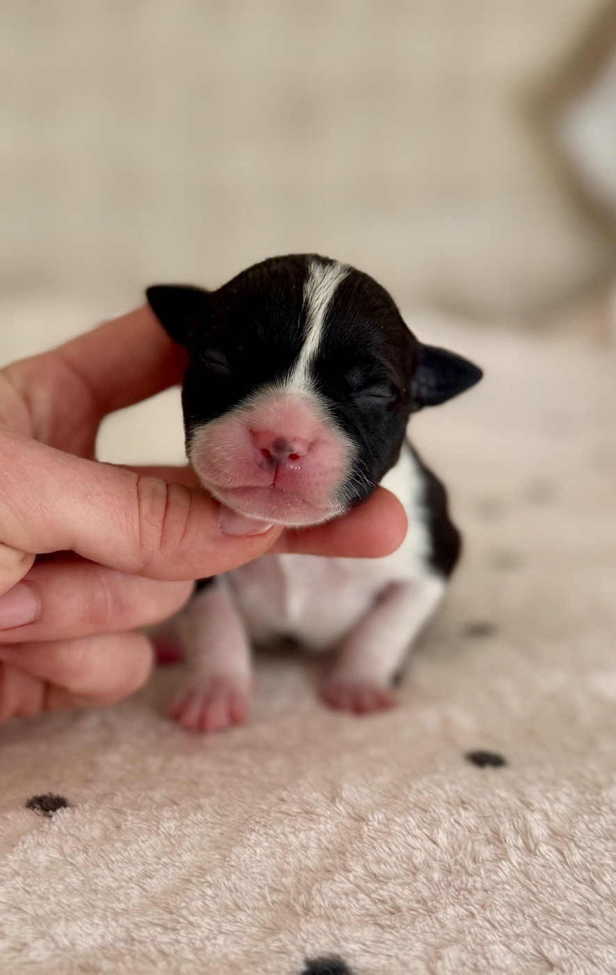 Royal and Legendary - Chiots disponibles - Staffordshire Bull Terrier