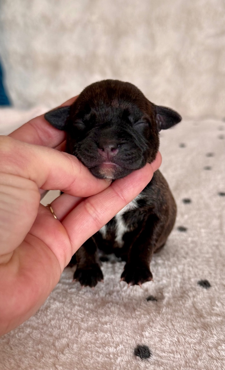 Royal and Legendary - Chiots disponibles - Staffordshire Bull Terrier