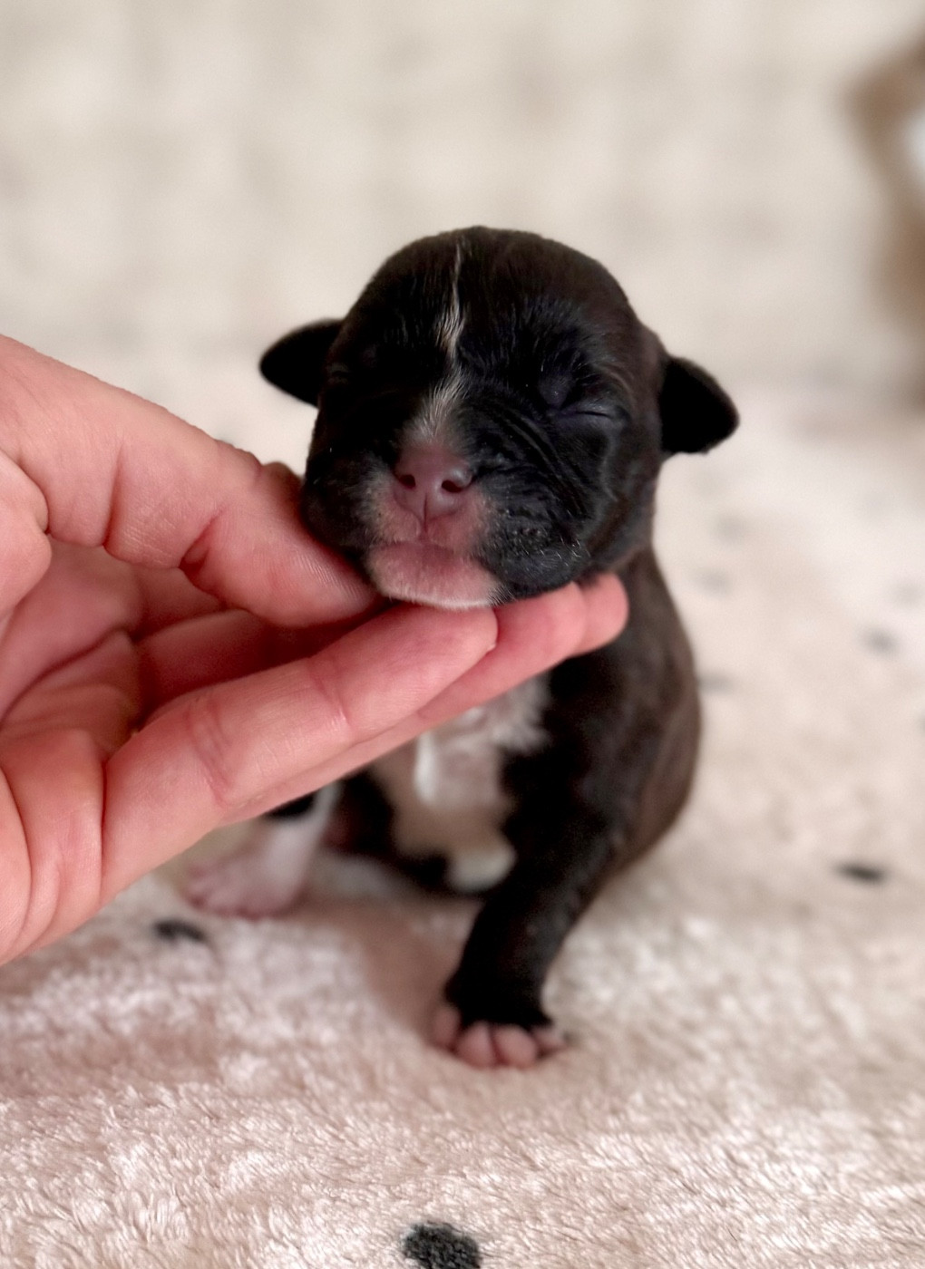 Royal and Legendary - Chiots disponibles - Staffordshire Bull Terrier