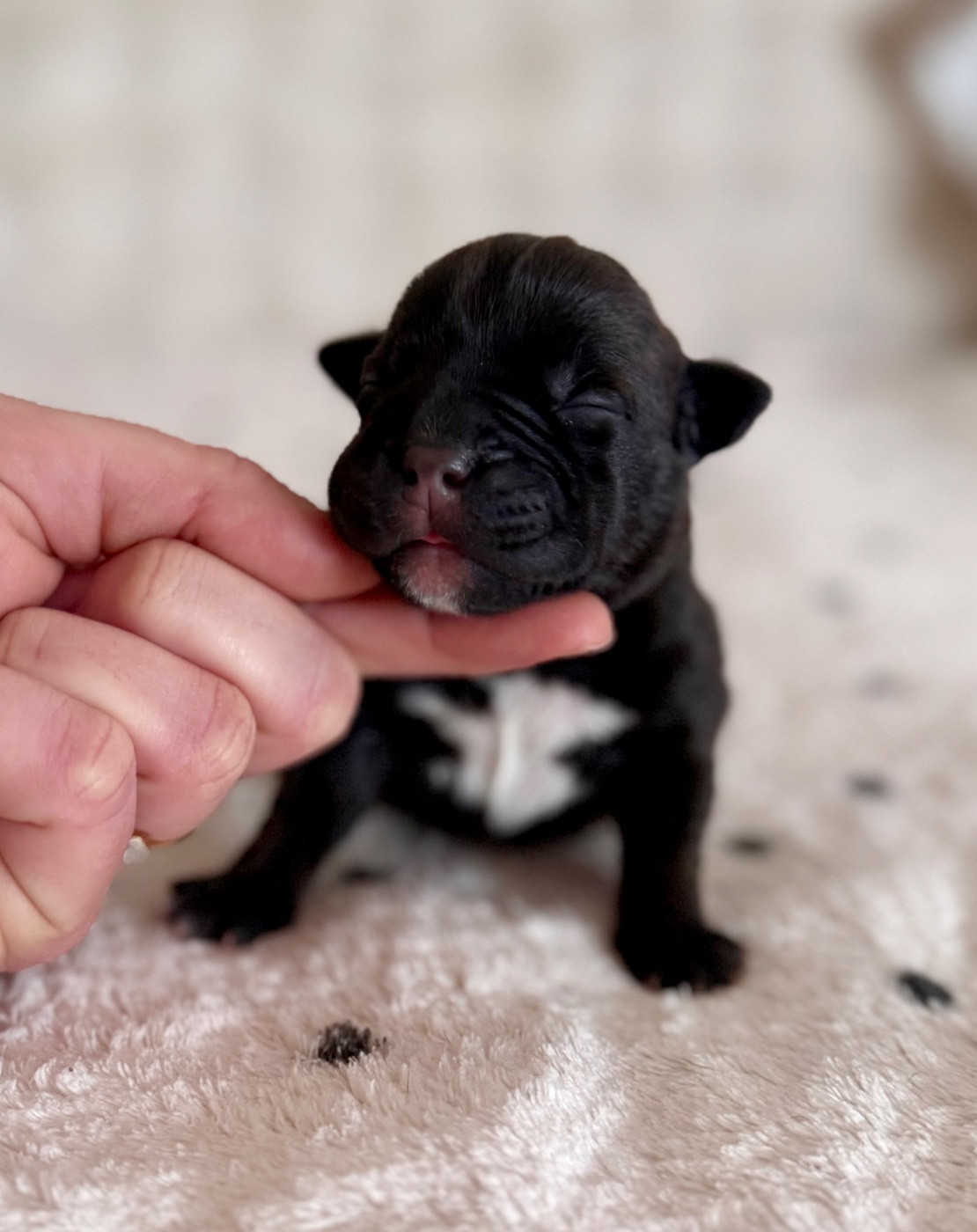 Royal and Legendary - Chiots disponibles - Staffordshire Bull Terrier