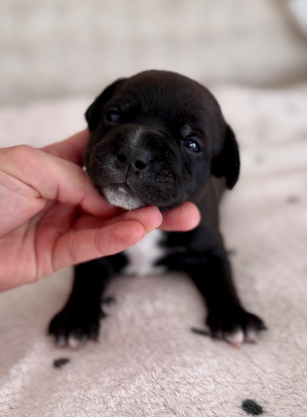 Royal and Legendary - Chiots disponibles - Staffordshire Bull Terrier