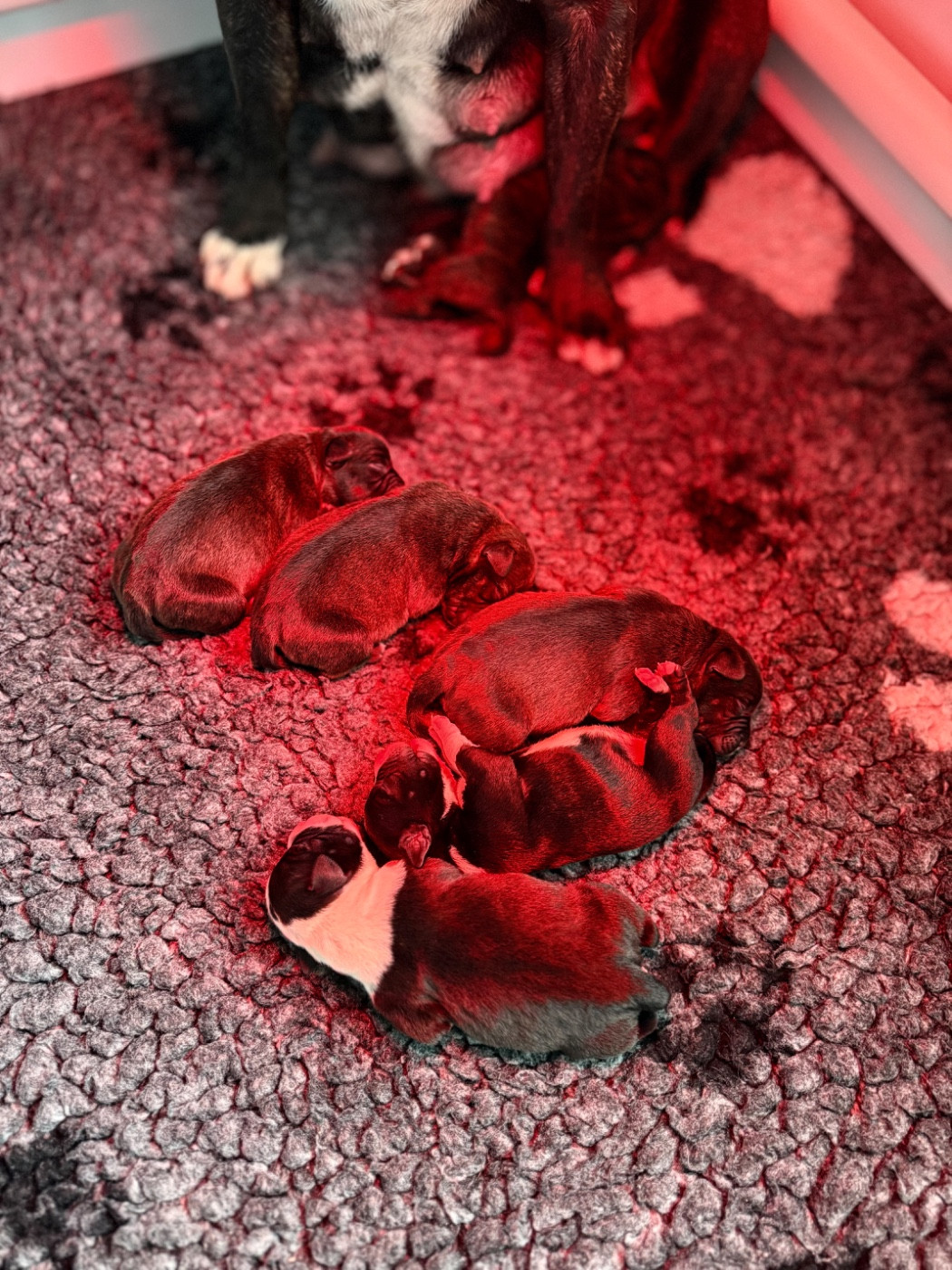 Royal and Legendary - Staffordshire Bull Terrier - Portée née le 28/01/2026