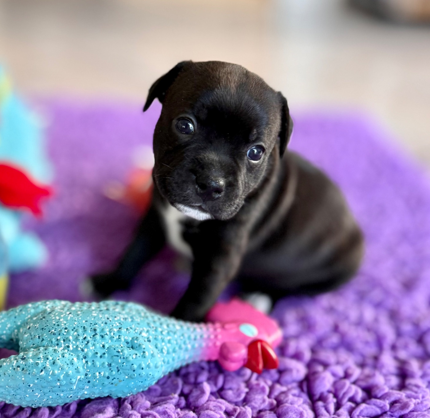 Royal and Legendary - Chiots disponibles - Staffordshire Bull Terrier