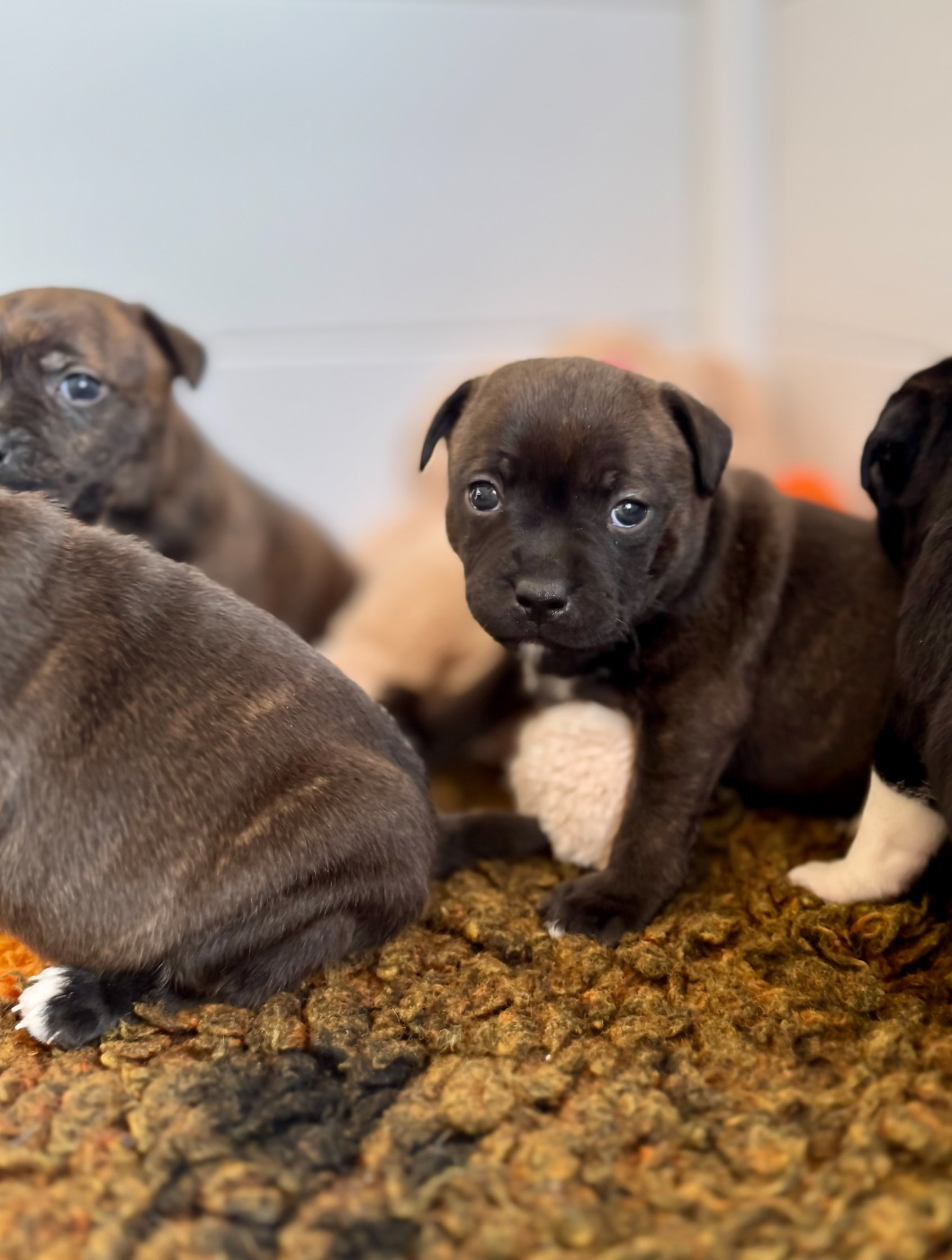 Royal and Legendary - Chiots disponibles - Staffordshire Bull Terrier