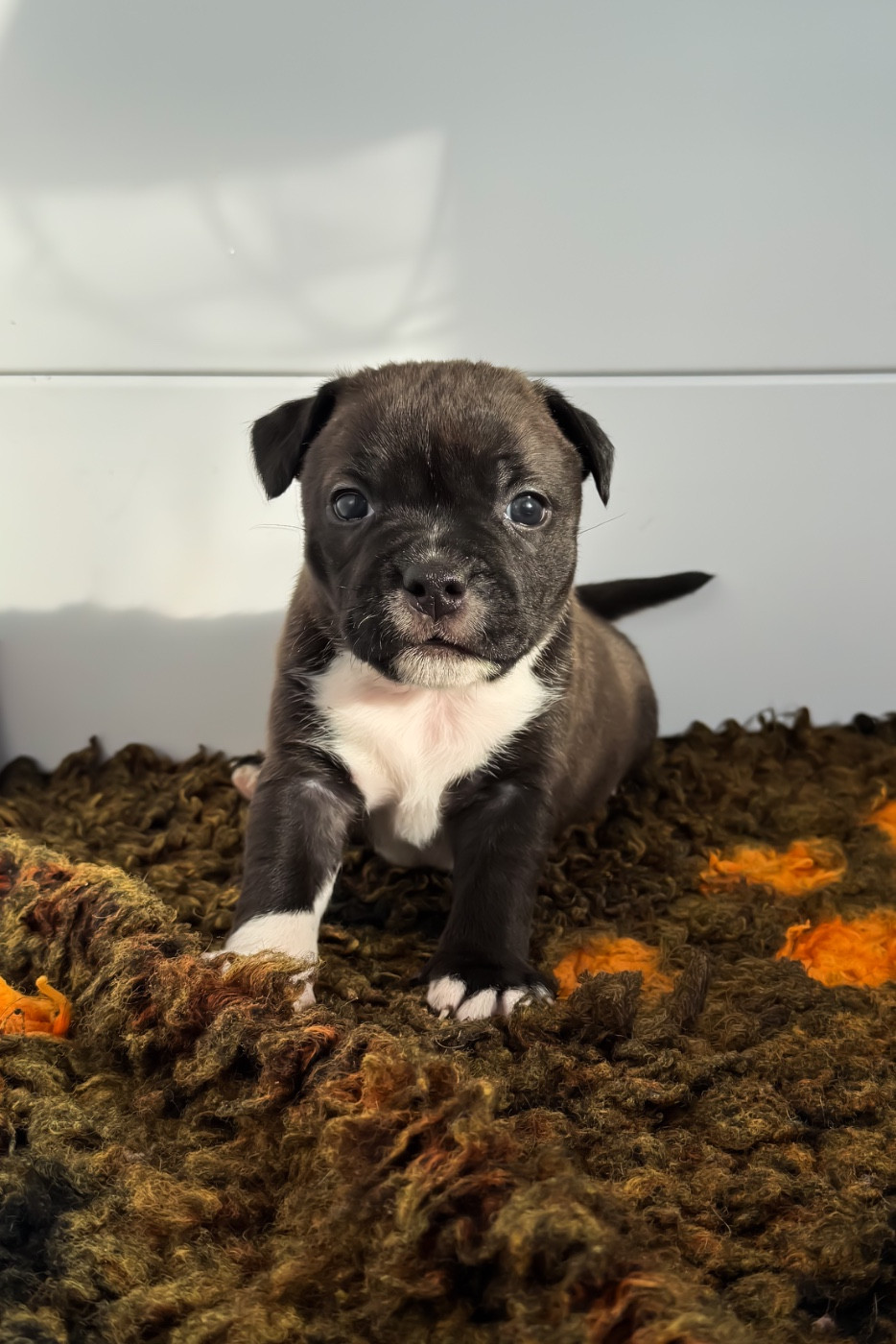 Royal and Legendary - Chiots disponibles - Staffordshire Bull Terrier