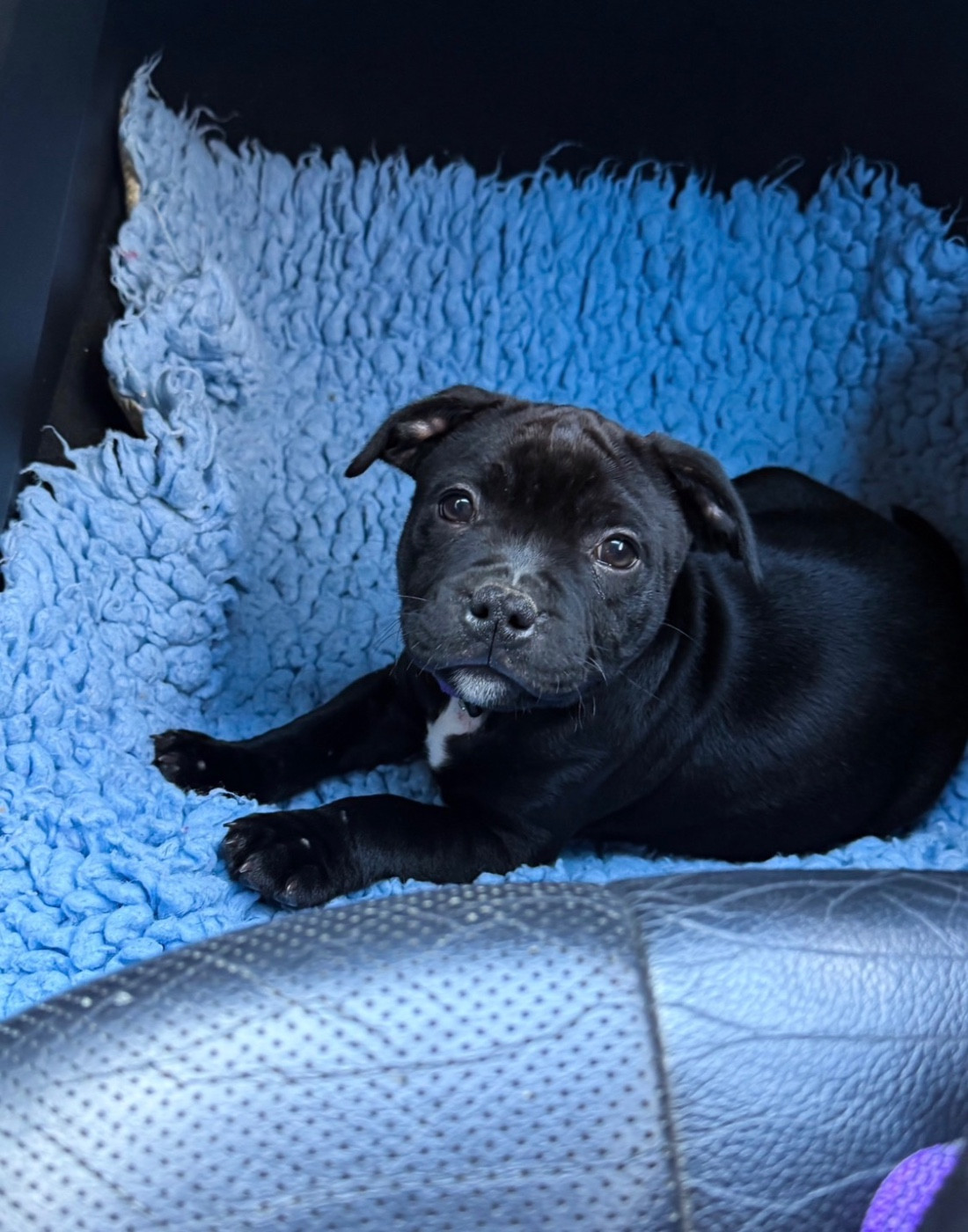 Royal and Legendary - Chiots disponibles - Staffordshire Bull Terrier