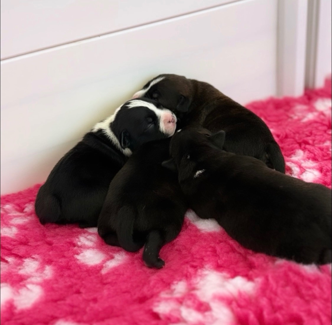 Royal and Legendary - Chiots disponibles - Staffordshire Bull Terrier