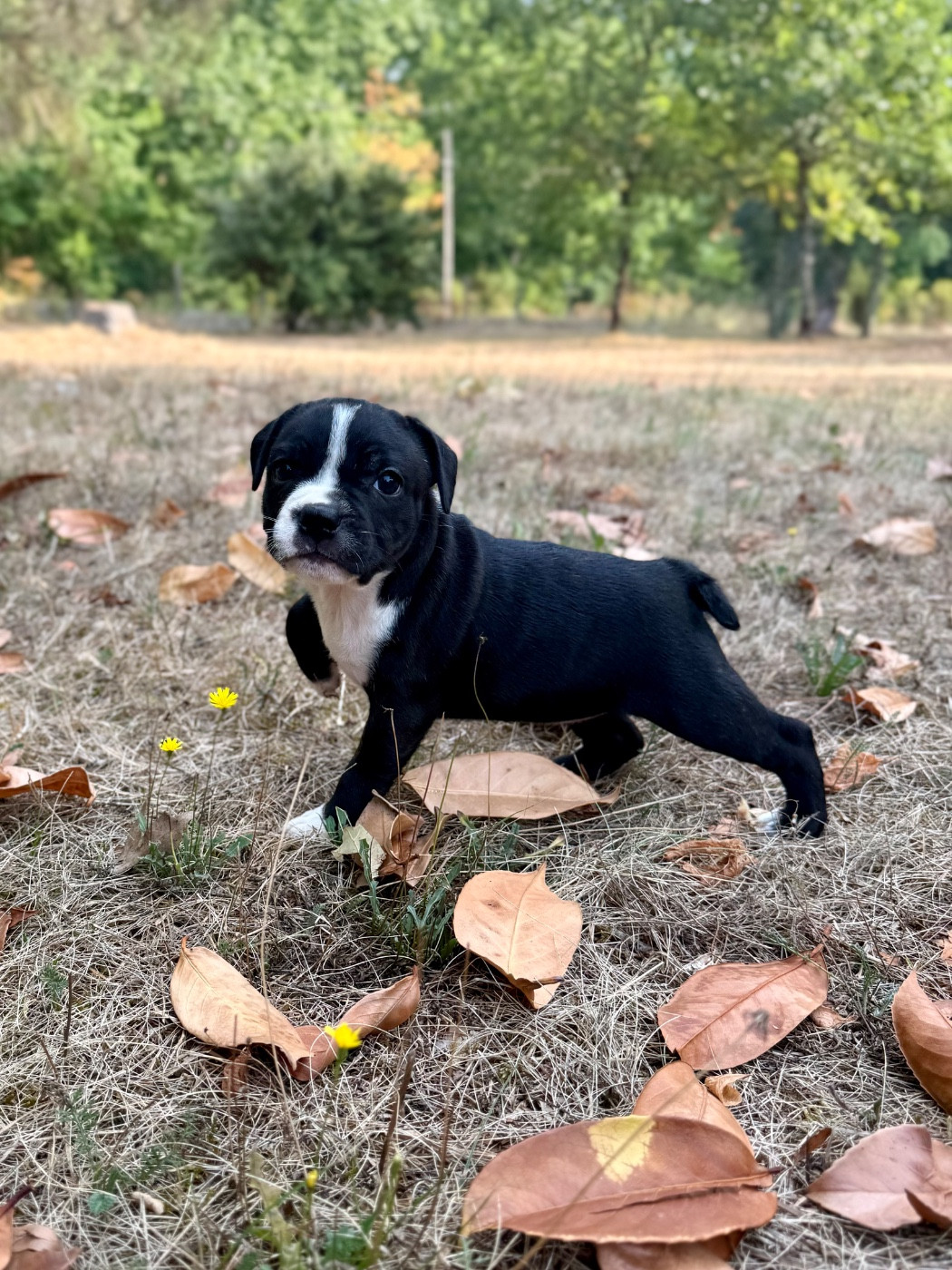 Royal and Legendary - Chiots disponibles - Staffordshire Bull Terrier