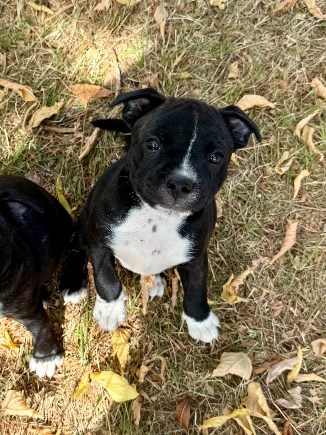 Royal and Legendary - Chiots disponibles - Staffordshire Bull Terrier