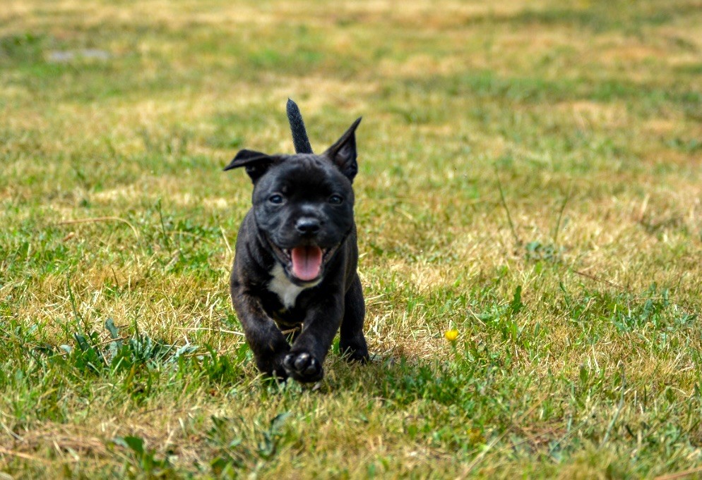 Royal and Legendary - Chiots disponibles - Staffordshire Bull Terrier