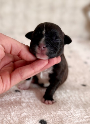 Beneath Soft Moonlight