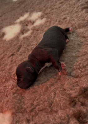 CHIOT 3